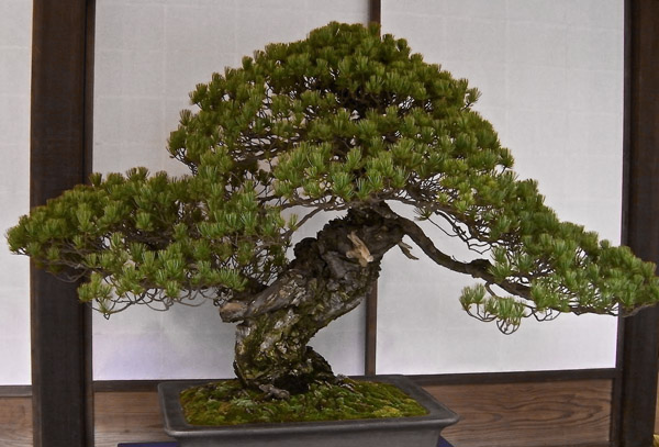 Concert at Home  Bonsai Tree | Sierra Nevada Winds